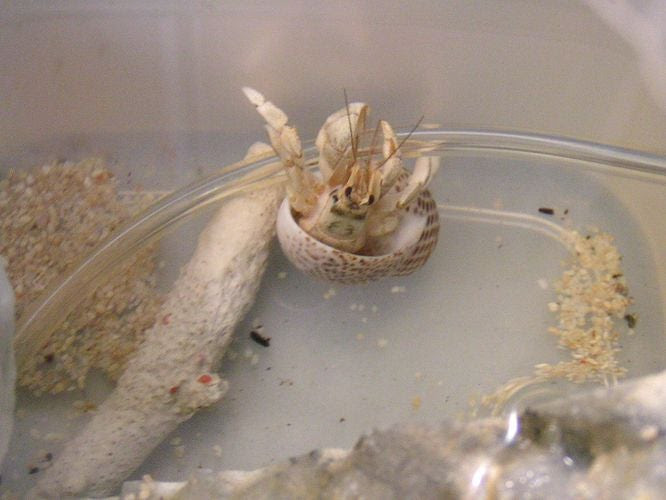 2号水浴び オカヤドはん オカヤドカリと雑文