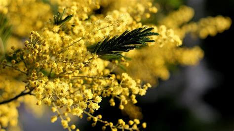 mimosa wallpapers wallpaper studio  tens