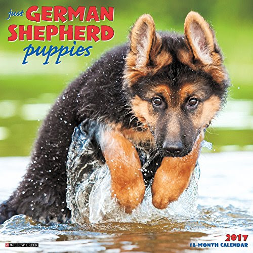 Just German Shepherd Puppies 2017 Wall Calendar (Dog Breed Calendars), by Willow Creek Press