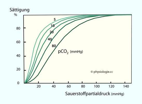 Physiologie Sauerstofftransport