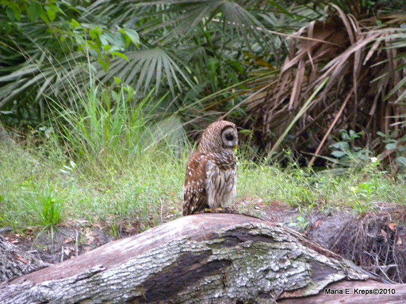 Barred Owl
