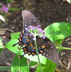 Upside-Down Butterfly