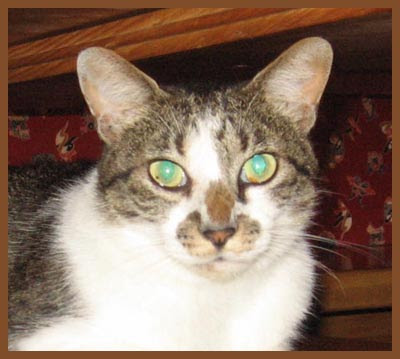 03 Haiku green eyes