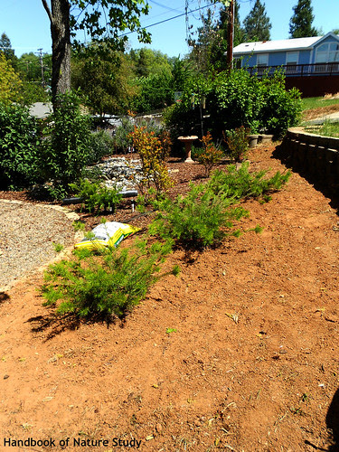 Tilled Wildside