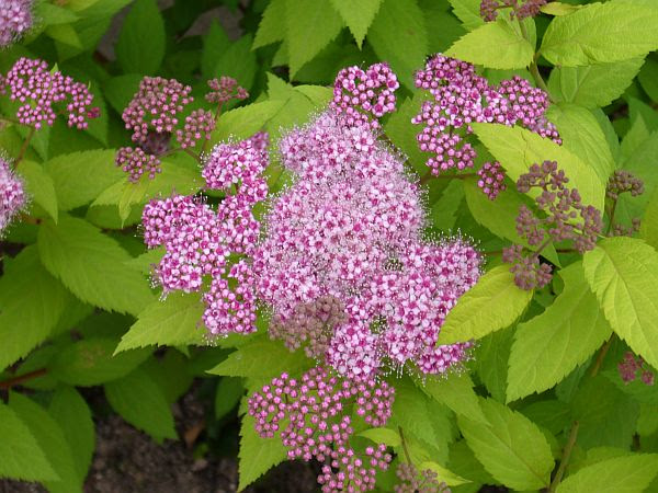 今日の花 ピンクの花 アーカイブ