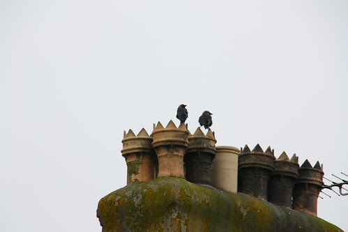 Chimney Pots and Starlings in the town of Tintagel