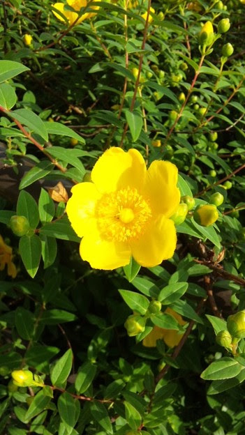 ヒペリカム ヒドコート 花言葉は 悲しみを止める 鮮やかな黄色で 写真共有サイト フォト蔵