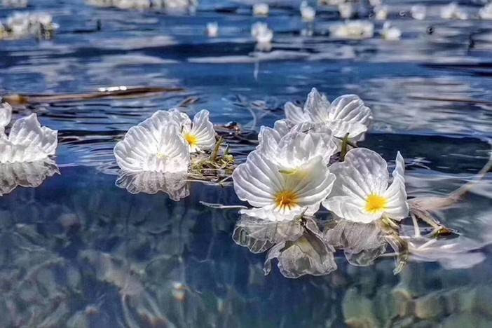 7月31 8月3天地一滴泪 人间泸沽湖 水草花已经美得不像话了 泸沽湖 蜜多徒步