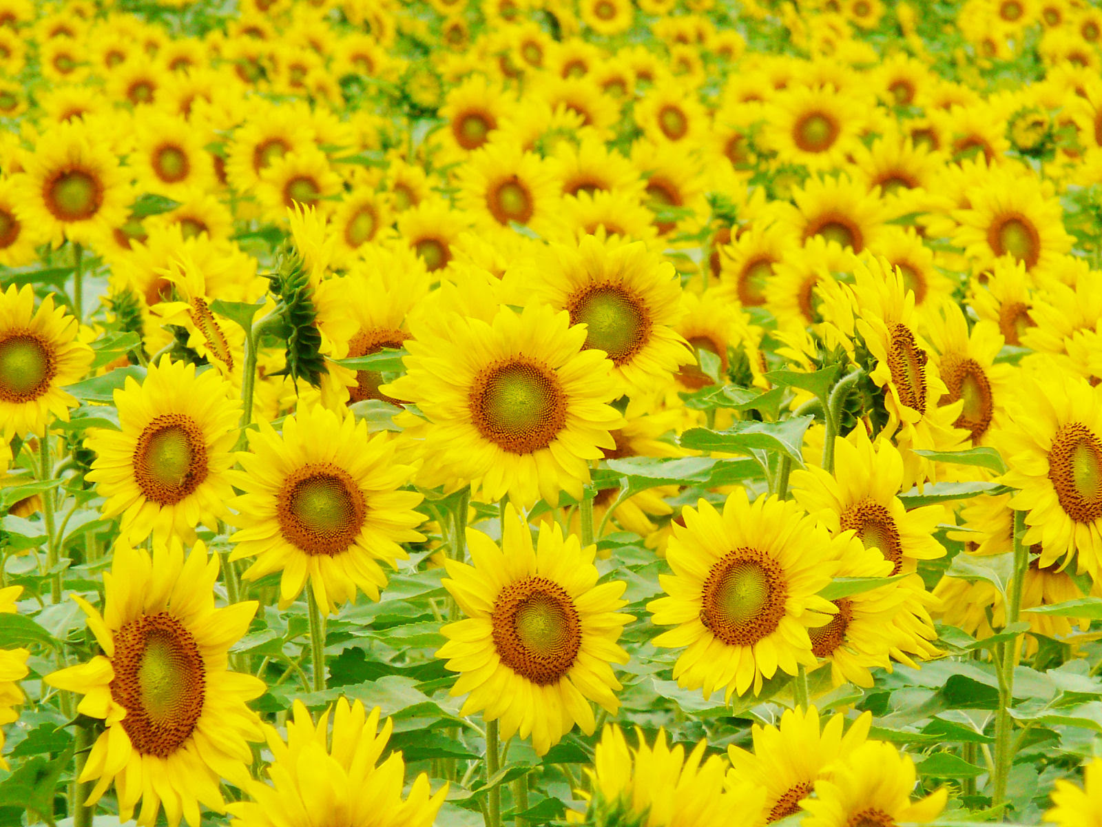 花の写真 夏の花 兵庫と神戸の写真ブログ