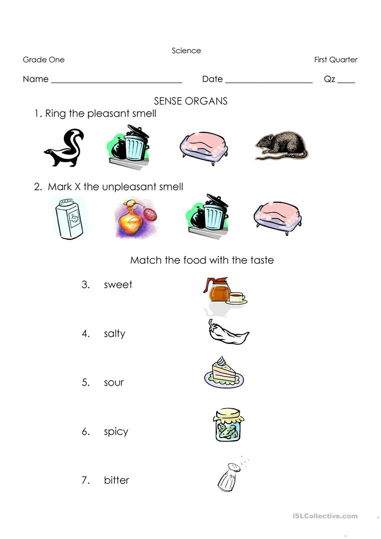 Worksheets On Sense Organs