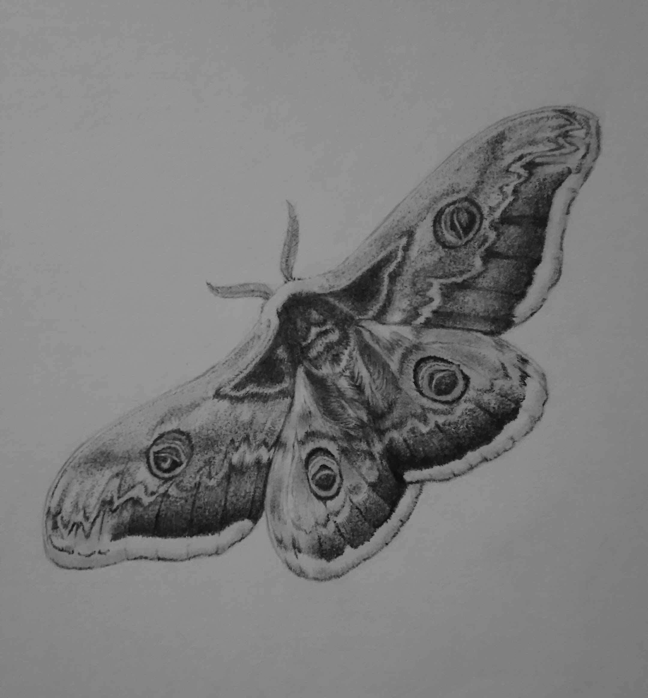 クジャクヤママユ 冴波画集