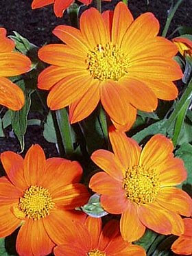 １０月２１日の誕生花は チトニア 366日 誕生花の辞典 誕生日の花言葉の図鑑