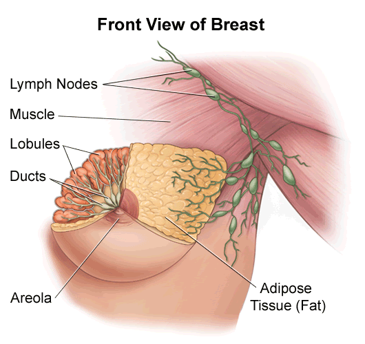 Anatomy of the Breasts