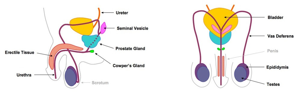 Labeled Male Reproductive System Diagram - ClipArt Best