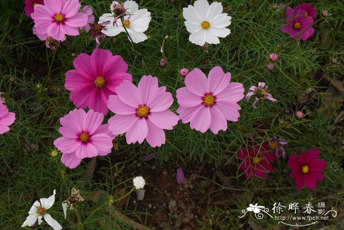 波斯菊cosmos Bipinnatus 花卉图片网