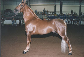Walking_horse
