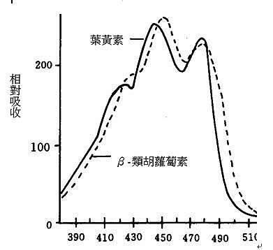 關於葉綠素及葉黃素還有類胡蘿蔔素 快樂小藥師im Pharmacist Nichts Glucklich 痞客邦
