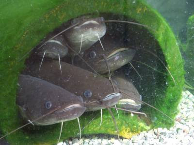 水槽の中が見えるようになった なまず水族館ブログ