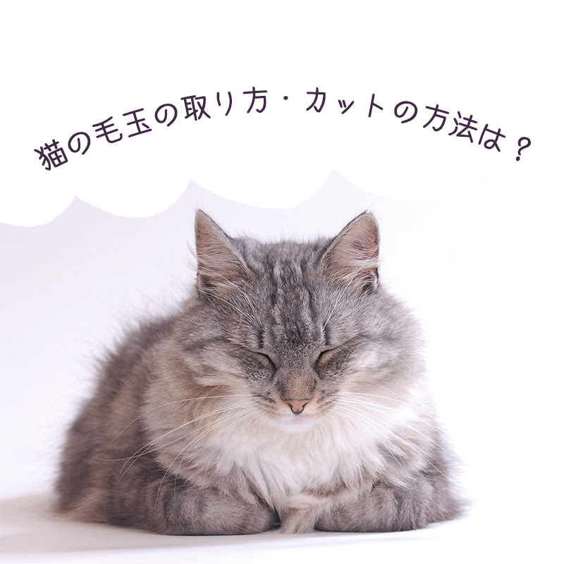 猫の毛玉の取り方 カットの方法 毛球症対策はどうしたらいい