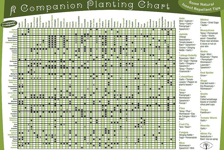 companion plants chart  Gardening  Pinterest