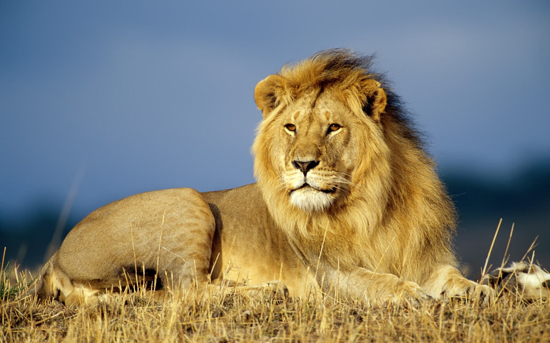 African lion wallpaper big cats animals - 1920x1200