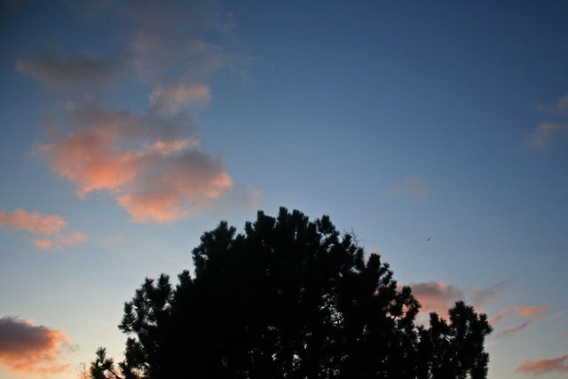 sky31