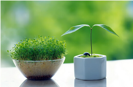 招财植物有哪些家中摆放什么植物招财 装修知识 九正家居网