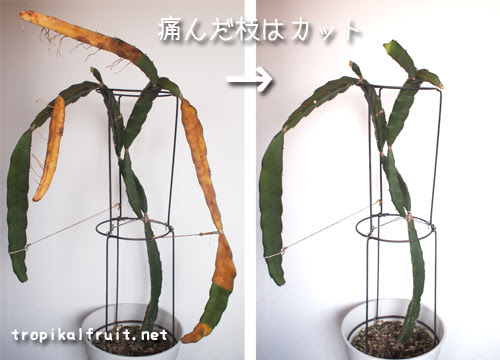 ドラゴンフルーツの育て方