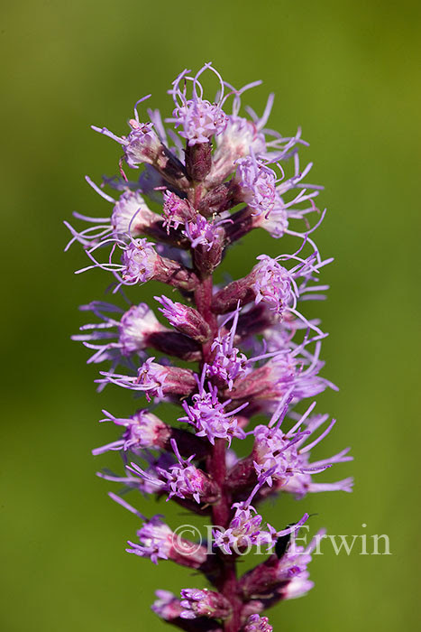 Dense Blazing-star (Threatened Species under SARA), Ojibway Prairie Complex, Windsor Dense Blazing-star (Threatened Species under SARA), Ojibway Prairie Complex, Windsor