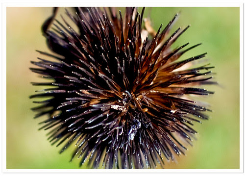 Coneflower Seed Pod