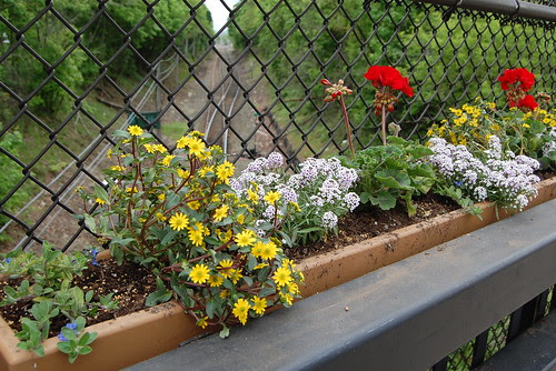 Franklin_Beautification6