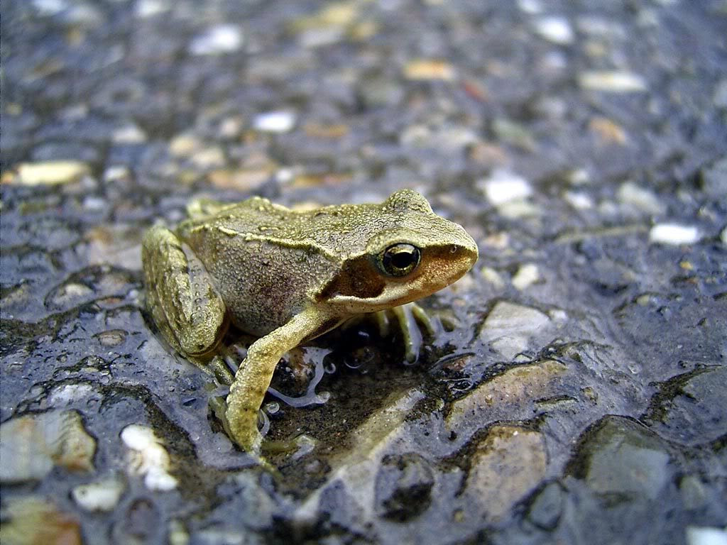 Cute Frog Desktop Wallpaper - WallpaperSafari