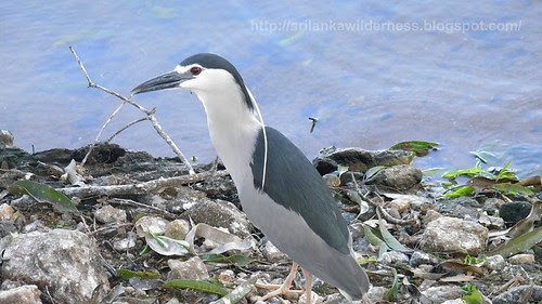 Black-crowned Night Heron Nycticorax nycticorax