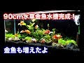 [最新] 金魚 水槽 おしゃれ レイアウト 175041-金魚 水槽 レイアウト おしゃれ 写真