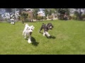 √100以上 髭 犬 217914-髭犬珈琲店