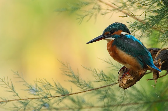 Inspiring Examples of Nature Photography