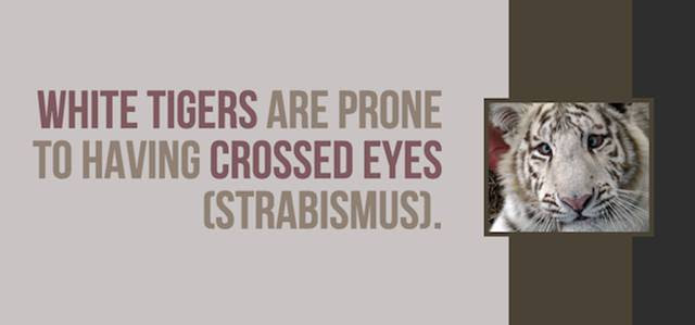 Cool Facts About Lions And Tigers You Didn't Know
