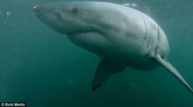 أشهر الفيديوهات المزيفة