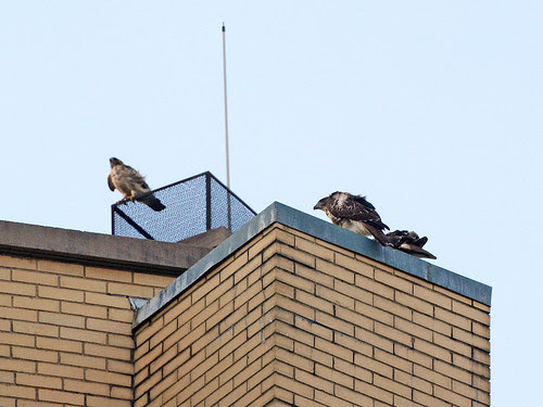 Isolde and Two Fledges