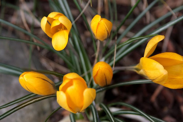 flowers, o'bryant square