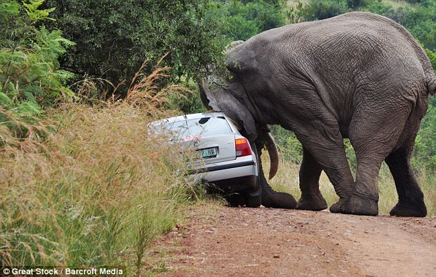 Road hog: Five-tonne elephant tries to barge car off road in South African safari park