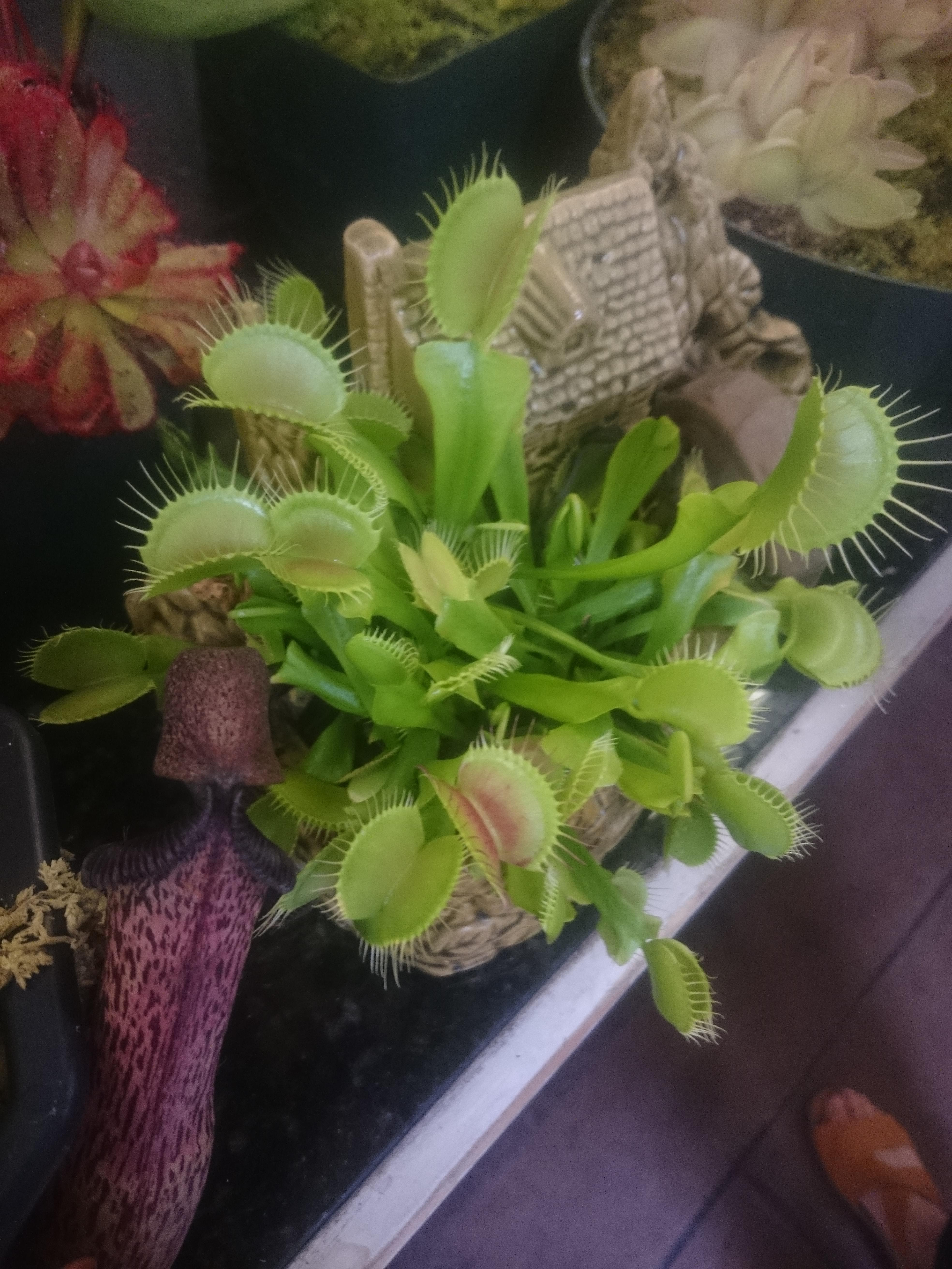 タヌキモの栽培 サンフランシスコ ベイエリアの食虫植物愛好会の展覧