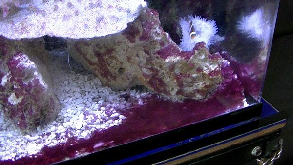 発生したシアノバクテリア どうすれば 良いのだよう シアノバクテリアについて 海水魚のパイオニア 日海センター 日海フィッシュコム