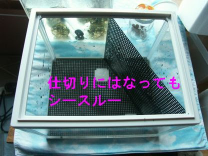 Azure Sky ベタ水槽改造