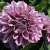 Dahlia Go Go Series - Maybe you would like to learn more about one of these?