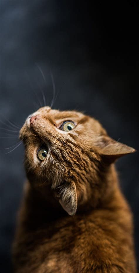 We may earn commission on some of the items you choose to buy. Cute Cat Wallpapers HD For Mobile Phone - I Like Cats Very