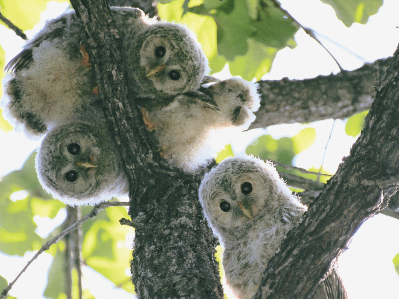 かわいい画像ください フクロウさんまとめ
