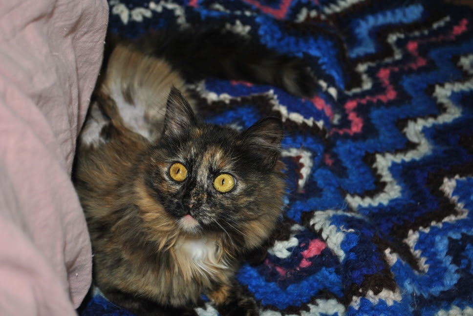 cute tortie kitten with golden eyes