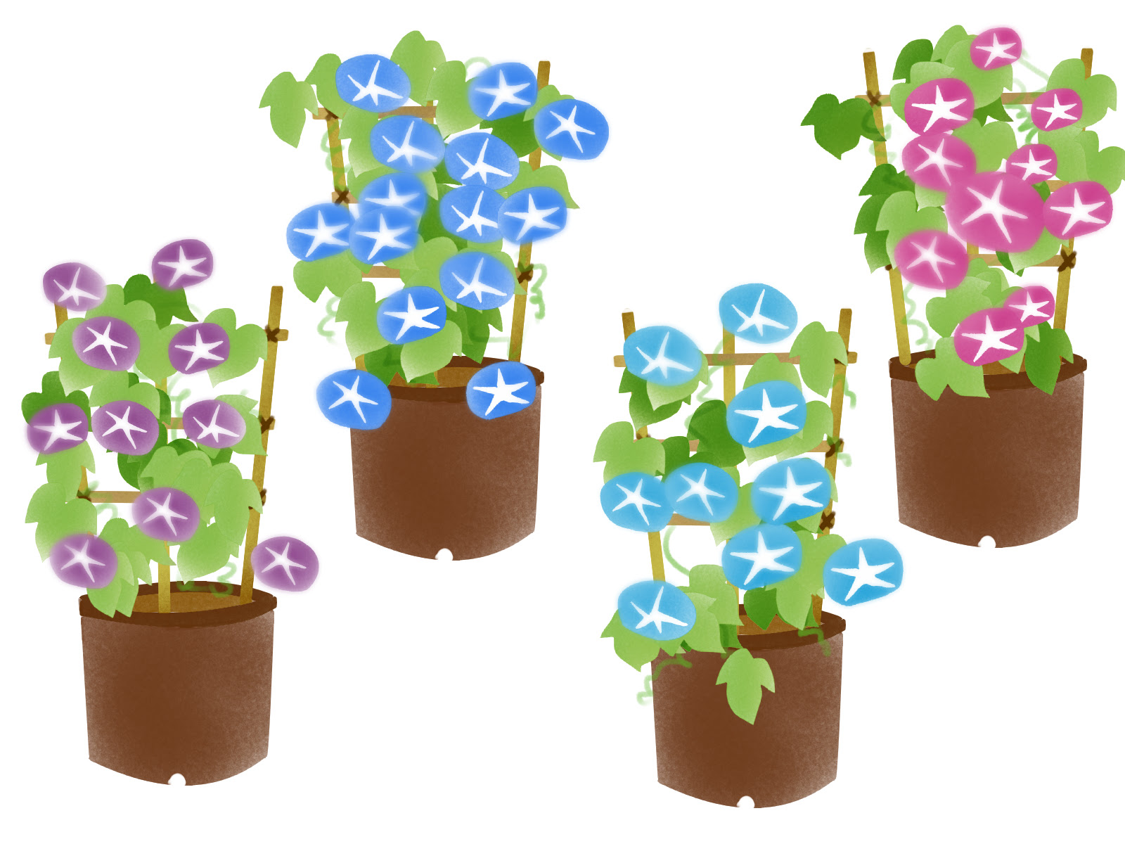 小学生の夏休み 鉢植えあさがおの育て方 水やり 種の取り方 お出かけやおしゃれ好きmisaのブログ