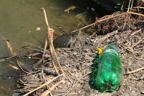 turtle